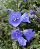 Campanula isophylla