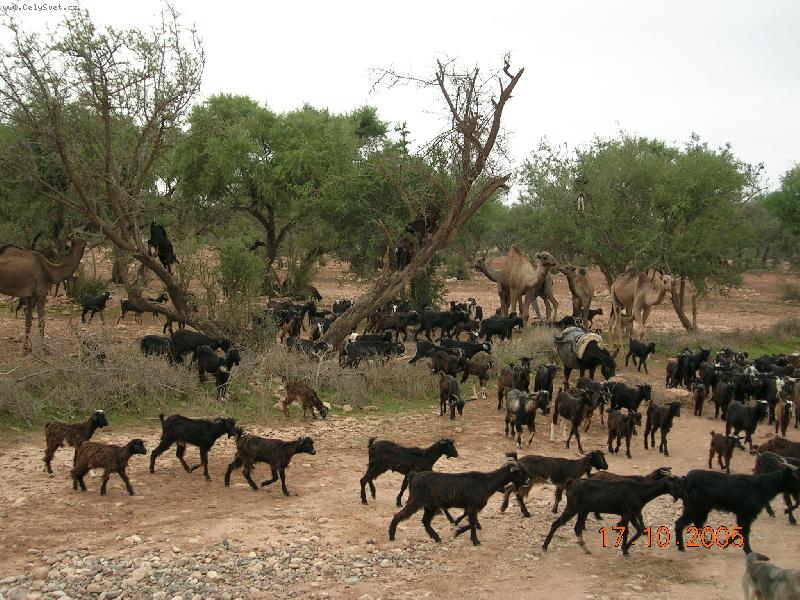 Photo: Kozy a velbloudi u Agadiru-kousek za městem Agadir se pasou na arganových stromech kozy nomádských pastevců