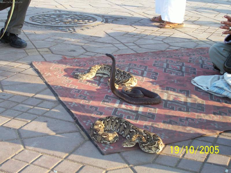 Photo: Setkání s kobrou-Zaříkávači hadů v Marakéši