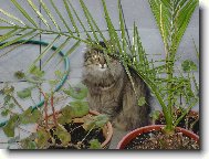 Siberian Cat