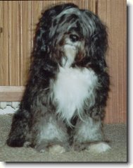 Tibetan Terrier