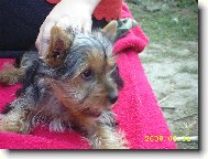 Jorkrsk terier, Yorkshire Terrier,