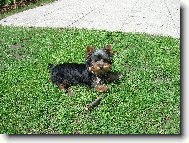 Jorkrsk terier, Yorkshire Terrier,