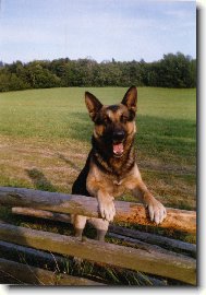 German Shepherd Dog