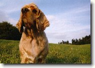 American Cocker Spaniel