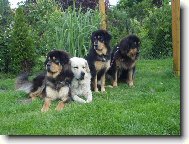 Tibetan Mastiff