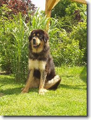 Tibetan Mastiff