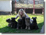 Zwergschnauzer, Miniature Schnauzer
