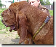 Chien de Saint-Hubert