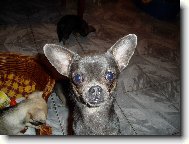 Chihuahua