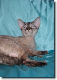 Devon Rex \\\\\(Cat\\\\\)