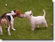 West highland white terrier \\\\\(Dog standard\\\\\)