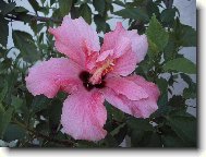 Hibiscus rosa-sinensis