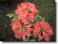 Rhododendron, Azalea