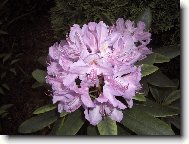 Rhododendron, Azalea