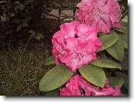 Rhododendron, Azalea