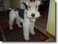 Fox terrier wire \\\\\\\\\\\\\\\\\\\\\(Dog standard\\\\\\\\\\\\\\\\\\\\\)