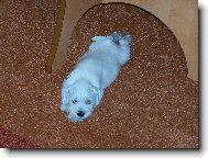 Zwergschnauzer, Miniature Schnauzer