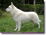 White swiss shepherd dog \\\\\(Dog standard\\\\\)