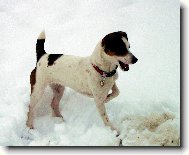 Parson Russel Terrier