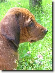 Rhodesian Ridgeback