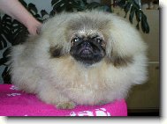 Pekingese, Pekinese, Peking Palasthound
