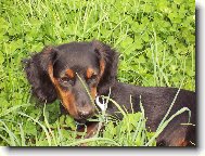 Dachshund
