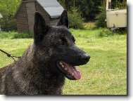 Dutch shepherd dog \\\\\\\\\\\\\\\\\\\\\(Dog standard\\\\\\\\\\\\\\\\\\\\\)