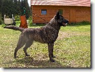 Dutch shepherd dog \\\\\\\\\\\\\\\\\\\\\(Dog standard\\\\\\\\\\\\\\\\\\\\\)