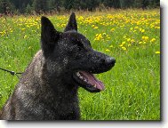 Dutch shepherd dog \\\\\\\\\\\\\\\\\\\\\(Dog standard\\\\\\\\\\\\\\\\\\\\\)