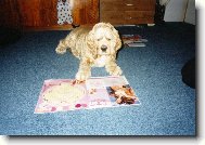 American Cocker Spaniel