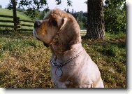 American Cocker Spaniel