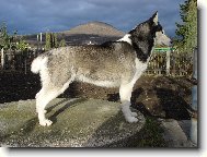Siberian Husky