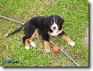 Berner Sennenhund
