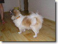 Tibetan Spaniel