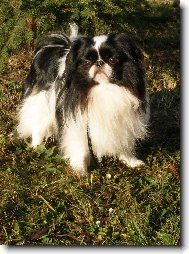 Chin, Japanese Chin