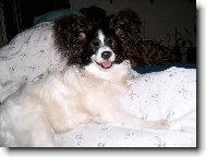 Papillon