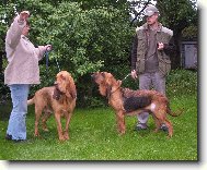 Chien de Saint-Hubert