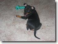 Zwergpinscher