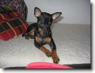 Zwergpinscher