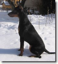 Zwergpinscher
