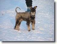 Schnauzer