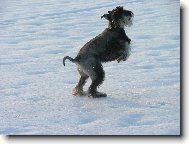 Schnauzer