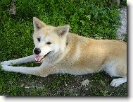 Japanese Akita