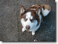 Siberian Husky