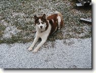 Siberian Husky
