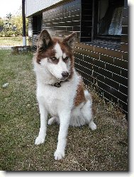 Siberian Husky
