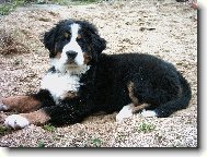 Berner Sennenhund