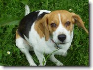 Beagle