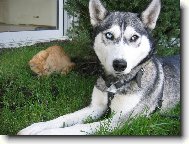 Siberian Husky